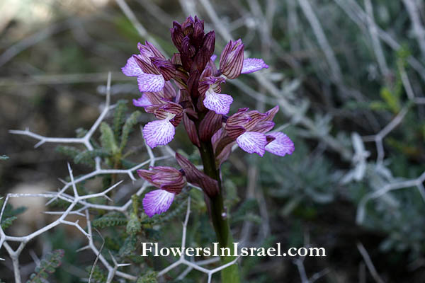 פרחים וצמחי בר בארץ ישראל: סחלב פרפרני