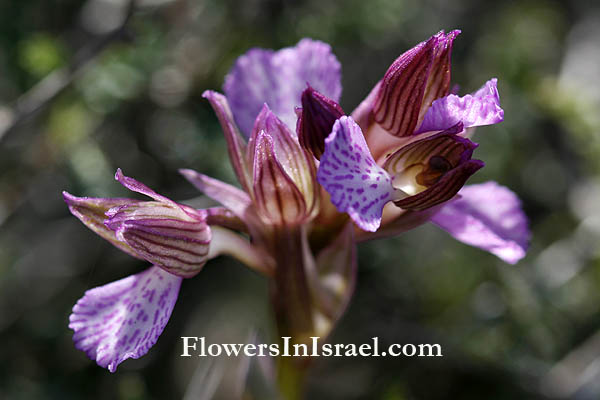 Orchis papilionacea,Orchis caspia, Pink Butterfly Orchid, סחלב פרפרני