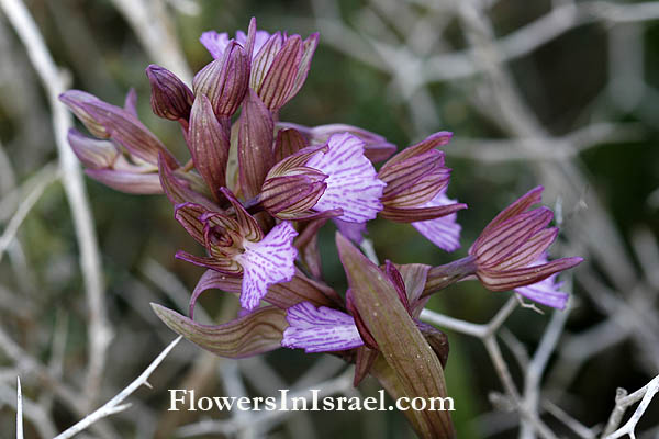 Orchis papilionacea,Orchis caspia, Pink Butterfly Orchid, סחלב פרפרני