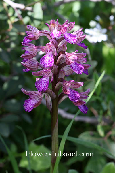 Häufige Wildblumen, Bilder von Wildblumen