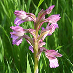 Orchis papilionacea, Israel, Flora, Wildflowers, Plants