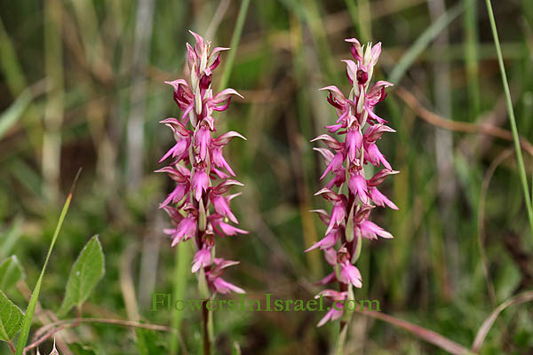 Häufige Wildblumen, Bilder von Wildblumen