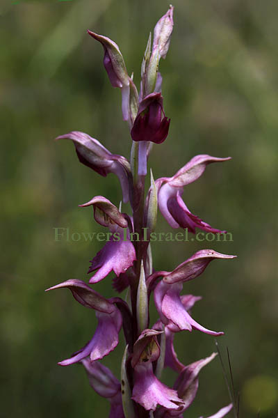 Orchis sancta, Anacamptis sancta,Anteriorchis sancta, Holy orchid,Knabenkraut, סחלב קדוש