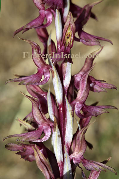 Orchis sancta, Anacamptis sancta,Anteriorchis sancta, Holy orchid,Knabenkraut, סחלב קדוש