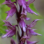 Orchis sancta, Israel, Pink Flora, Wildflowers