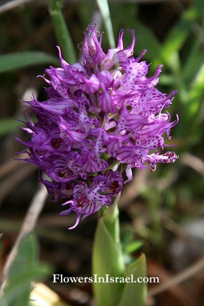 Orchis tridentata, Neotinea tridentata, Toothed Orchid, اوركيد مسنن ,סחלב שלוש-השיניים