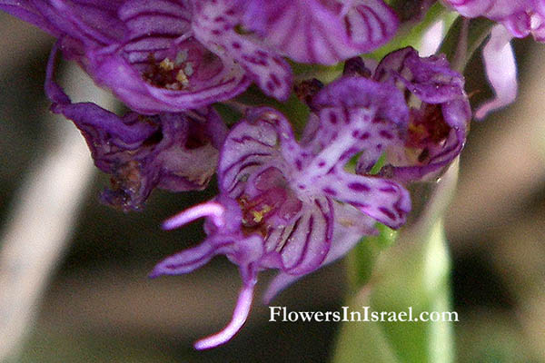 Orchis tridentata, Neotinea tridentata, Toothed Orchid, اوركيد مسنن  ,סחלב שלוש-השיניים 