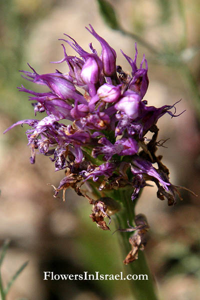 Orchis tridentata, Neotinea tridentata, Toothed Orchid, اوركيد مسنن  ,סחלב שלוש-השיניים 