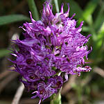 Orchis tridentata, Israel, Pink Flora, Wildflowers