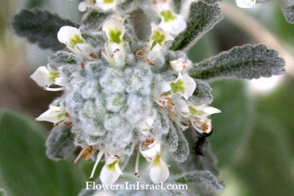 Majorana syriaca, Origanum syriacum, Wild marjoram,Syrian Marjoram,Hyssop, Zaatar, Zahtar,زعتر, אזוב מצוי