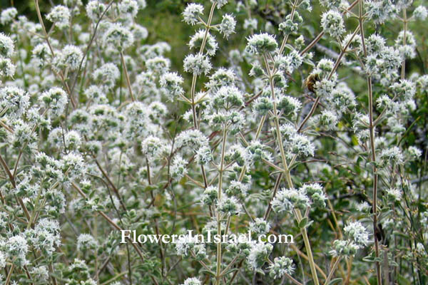 Majorana syriaca, Origanum syriacum, Wild marjoram,Syrian Marjoram,Hyssop, Zaatar, Zahtar,زعتر‎, אזוב מצוי