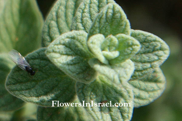 Majorana syriaca, Origanum syriacum, Wild marjoram,Syrian Marjoram,Hyssop, Zaatar, Zahtar,زعتر‎, אזוב מצוי