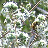 Origanum syriacum, Israel, Flora, Wildflowers, Plants