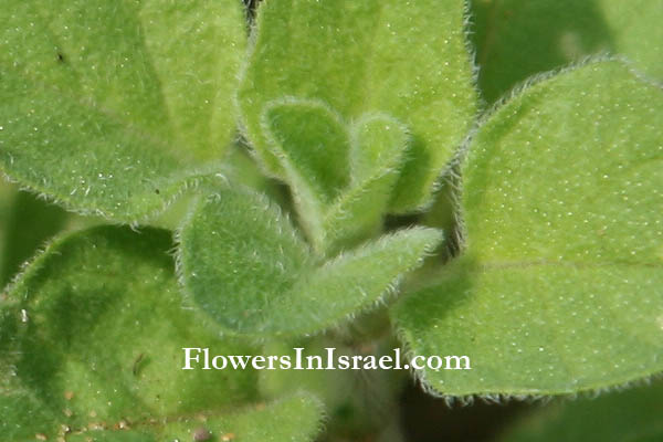 Origanum vulgare, Wild marjoram, Greek Oregano, Oregan, אזובית פשוטה ,زعتر, صعتر