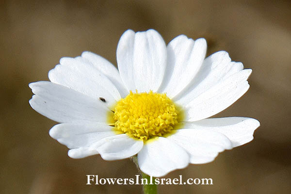 Israel, Häufige Wildblumen, Bilder von Wildblumen