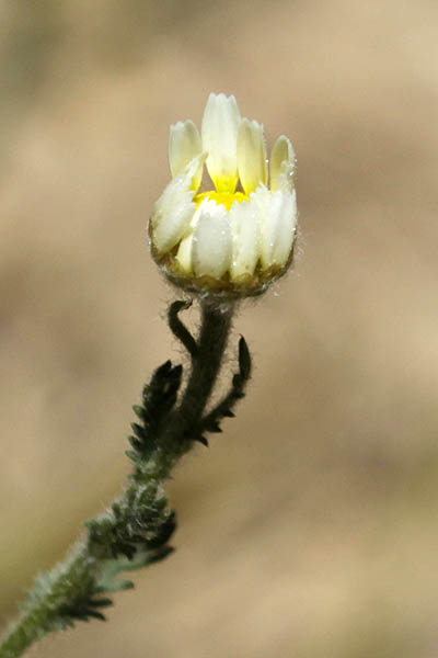 Ormenis mixta, Chamaemelum mixtum, Anthemis mixta, Cladanthus mixtus, Weedy dogfennel, Simple-leaved chamomile, קחוונית מצויה