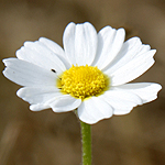 Ormenis mixta, Israel, white wild flowers