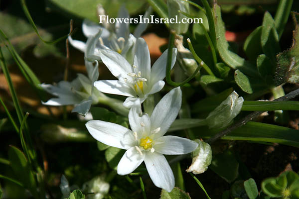 Israel, Häufige Wildblumen, Bilder von Wildblumen