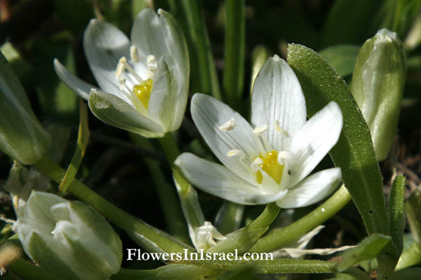 Ornithogalum lanceolatum, Lance-leaved Star of Bethlehem, נץ-חלב אזמלני