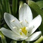 Ornithogalum lanceolatum, Israel, white wild flowers