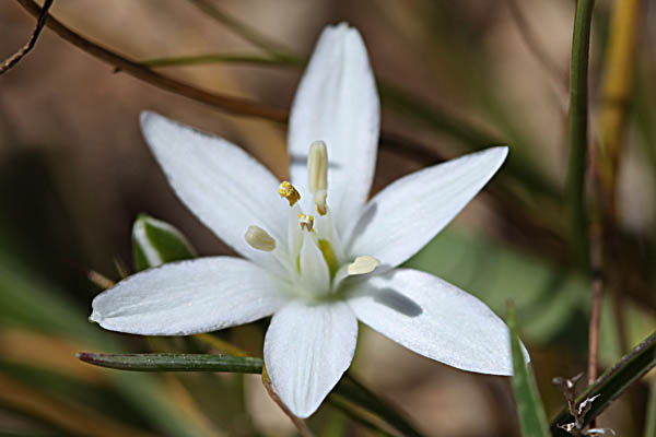 Ornithogalum montanum, Mountain Star-of-Bethlehem, נץ-חלב הררי