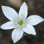 Ornithogalum montanum, Israel, Flora, Wildflowers, Plants