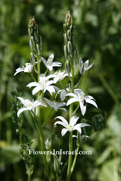 Ornithogalum narbonense, Southern star of Bethlehem, Narbonne Star-of-Bethlehem, نجمة بيت لحم  ,נץ-חלב צרפתי 