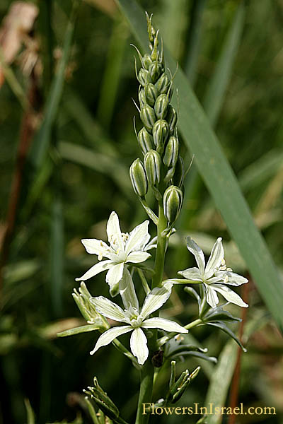 Ornithogalum narbonense, Southern star of Bethlehem, Narbonne Star-of-Bethlehem, نجمة بيت لحم  ,נץ-חלב צרפתי 