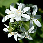 Ornithogalum narbonense, Israel, Flora, Wildflowers, Plants