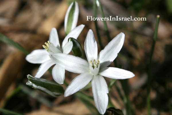 I fiori di campo d'Israele