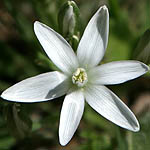 Ornithogalum trichophyllum, Israel, white wild flowers