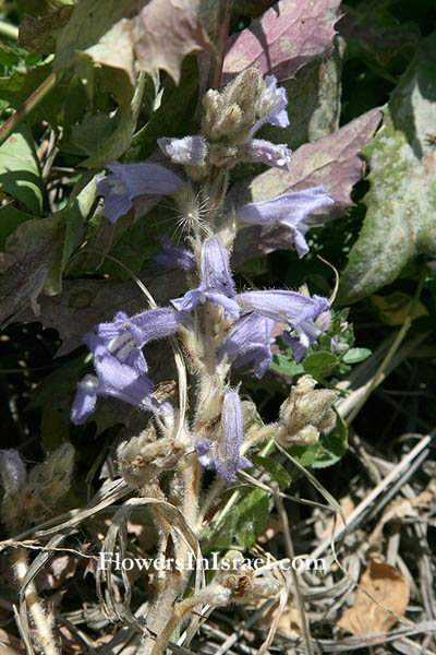 Orobanche aegyptiaca, Egyptian broomrape, עלקת מצרית