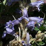 Orobanche aegyptiaca, Israel, Violet colored Wildflowers