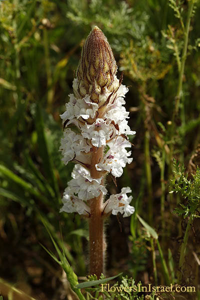 Orobanche crenata, Scalloped Broomrape, עלקת חרוקה