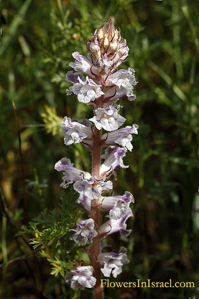 Orobanche crenata, Scalloped Broomrape, עלקת חרוקה