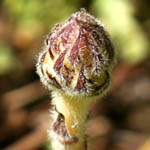 >Orobanche crenata, Israel, Pink Flora, Wildflowers