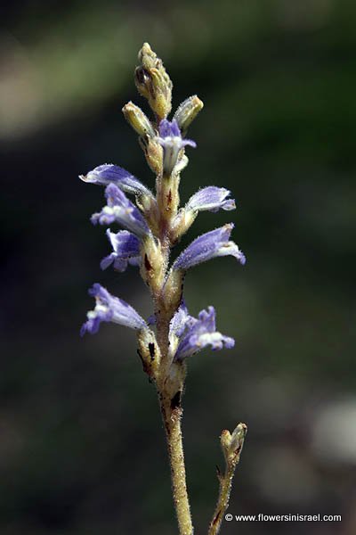 Orobanche mutelii, Phelipanche mutelii, Dwarf Broomrape, Mutel's Broomrape, עלקת מוטל