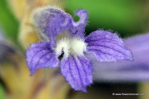 Orobanche mutelii, Phelipanche mutelii, Dwarf Broomrape, Mutel's Broomrape, עלקת מוטל