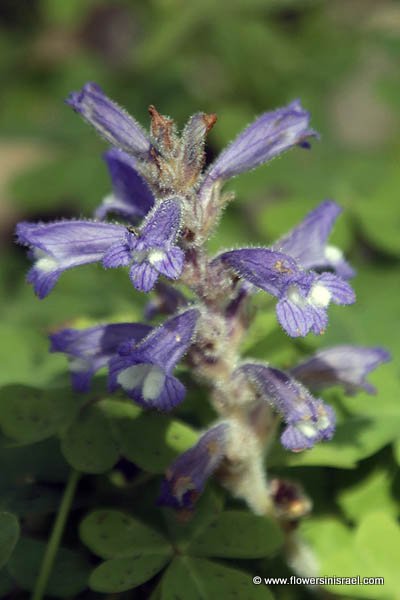 Orobanche mutelii, Phelipanche mutelii, Dwarf Broomrape, Mutel's Broomrape, עלקת מוטל