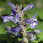 Orobanche mutelii, Phelipanche mutelii, Dwarf Broomrape, Mutel's Broomrape, עלקת מוטל