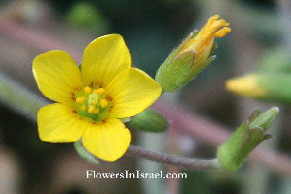  Oxalis corniculata, Yellow woodsorrel, חמציץ קטן , فصيلة ابرة الراعي