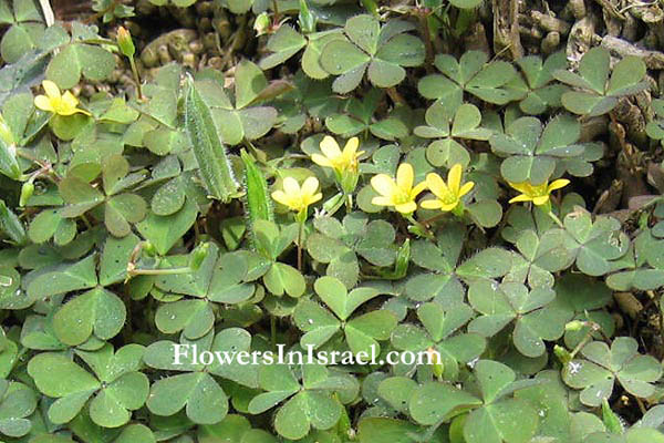  Oxalis corniculata, Yellow woodsorrel, חמציץ קטן , فصيلة ابرة الراعي