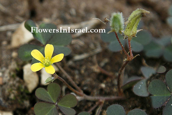 Israel, Pictures, Nature, Travel, Flowers, Outdoors