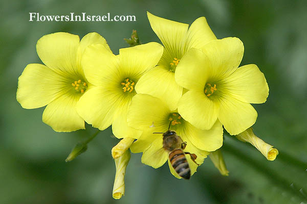 Oxalis pes-caprae, Oxalis cernua, Nodding Wood-sorrel, חמציץ נטוי