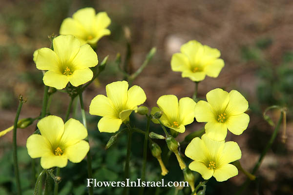 Oxalis pes-caprae, Oxalis cernua, Nodding Wood-sorrel, חמציץ נטוי