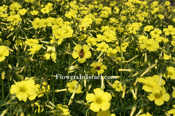 Oxalis pes-caprae, Oxalis cernua, Nodding Wood-sorrel, חמציץ נטוי