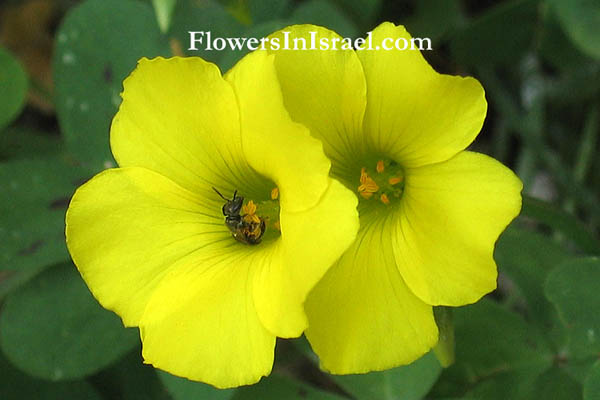 Oxalis pes-caprae, Oxalis cernua, Nodding Wood-sorrel, חמציץ נטוי