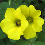 Oxalis pes-caprae, Israel, Pictures of Yellow flowers