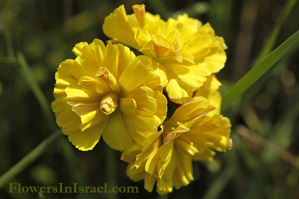 Oxalis pes-caprae var. pleniflora, Oxalis cernua, Bolboxalis cernua, Bermuda Buttercup, Cape Sorrel, African Wood-Sorrel, Soursob, Sour Grass, חמציץ נטוי