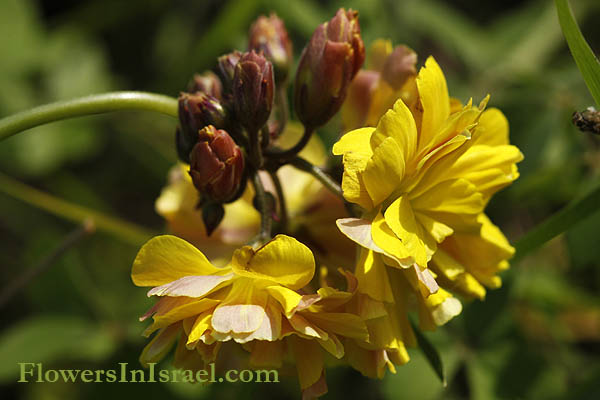 Oxalis pes-caprae var. pleniflora, Oxalis cernua, Bolboxalis cernua, Bermuda Buttercup, Cape Sorrel, African Wood-Sorrel, Soursob, Sour Grass, חמציץ נטוי